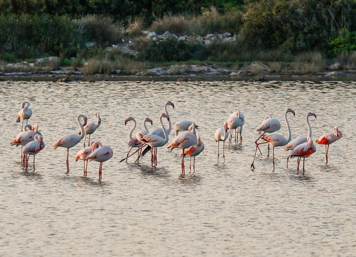 Masseria Scaledda Manduria Dış mekan fotoğraf
