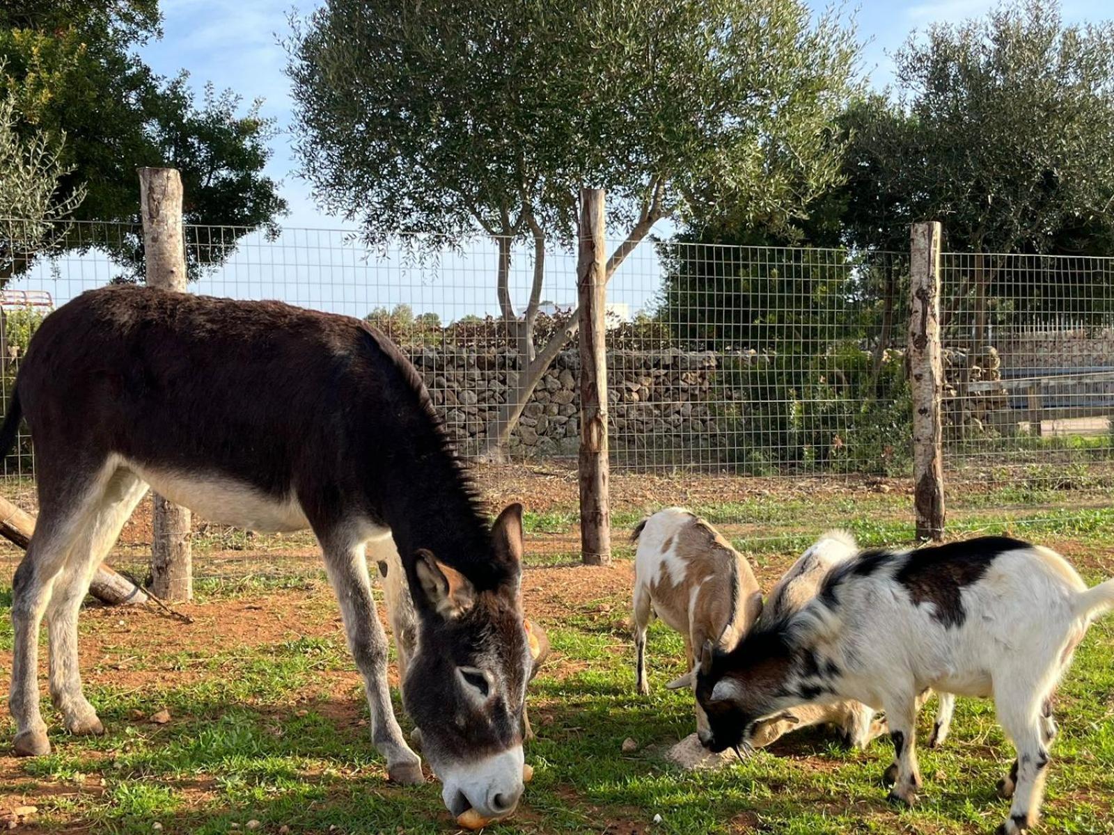 Masseria Scaledda Manduria Dış mekan fotoğraf